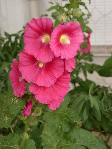 Alcea sp.