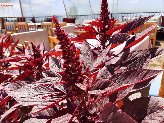 Amaranthus sp.