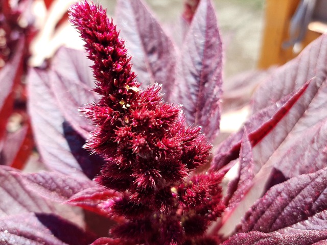 Amaranthus sp.