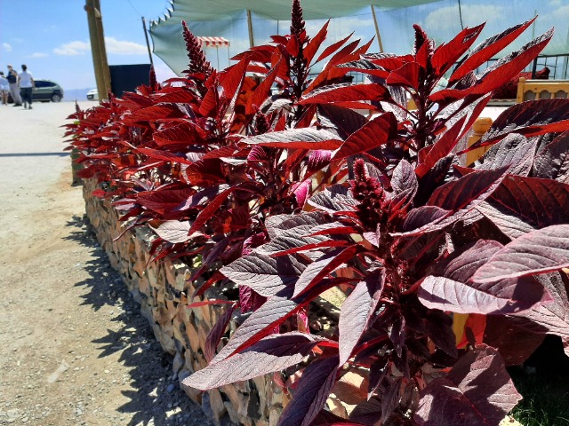 Amaranthus sp.