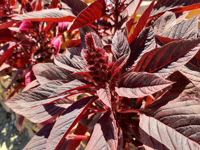 Amaranthus sp.