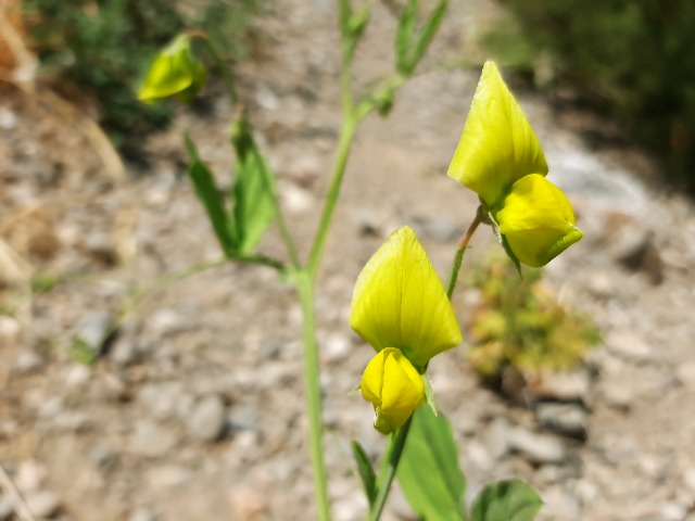 Lathyrus chloranthus