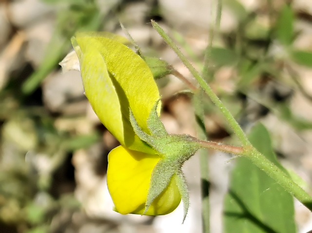 Lathyrus chloranthus