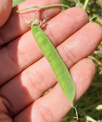 Lathyrus chloranthus