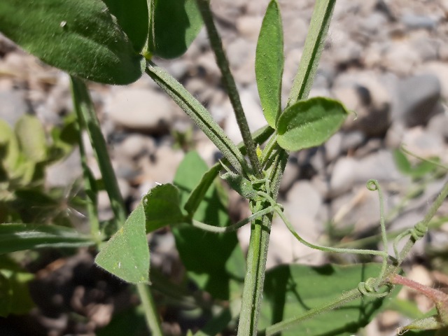 Lathyrus chloranthus