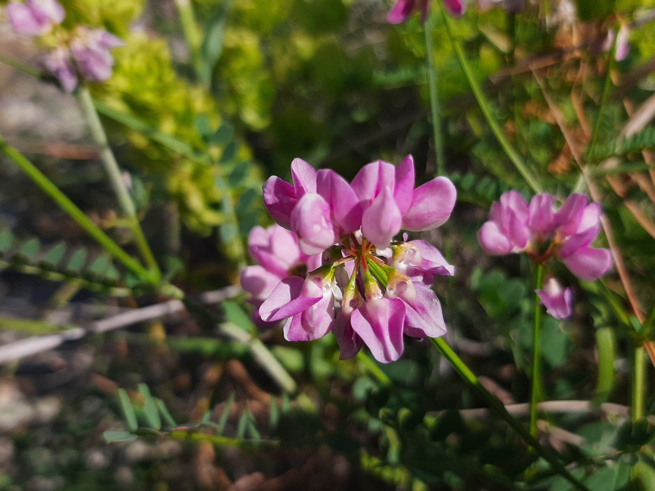 Securigera varia