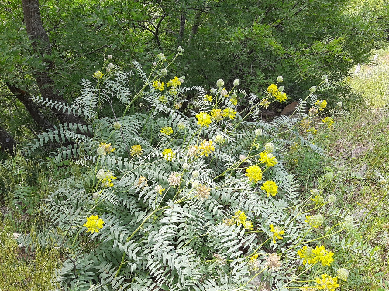 Astragalus ponticus