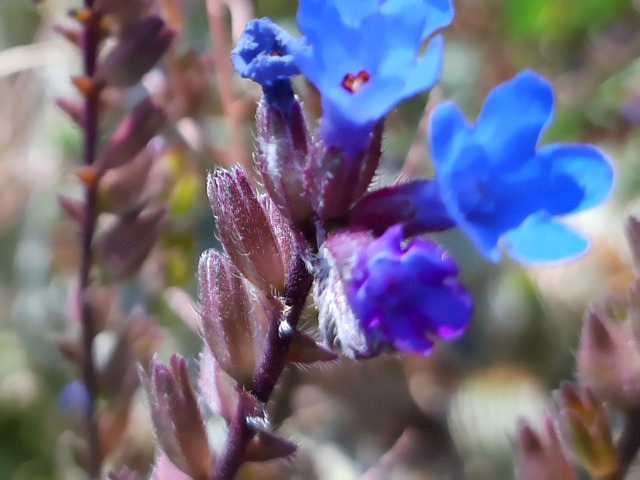 Anchusa leptophylla