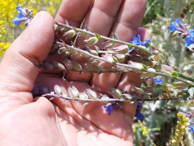 Anchusa leptophylla