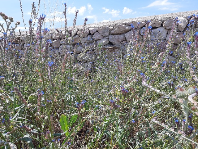 Anchusa leptophylla