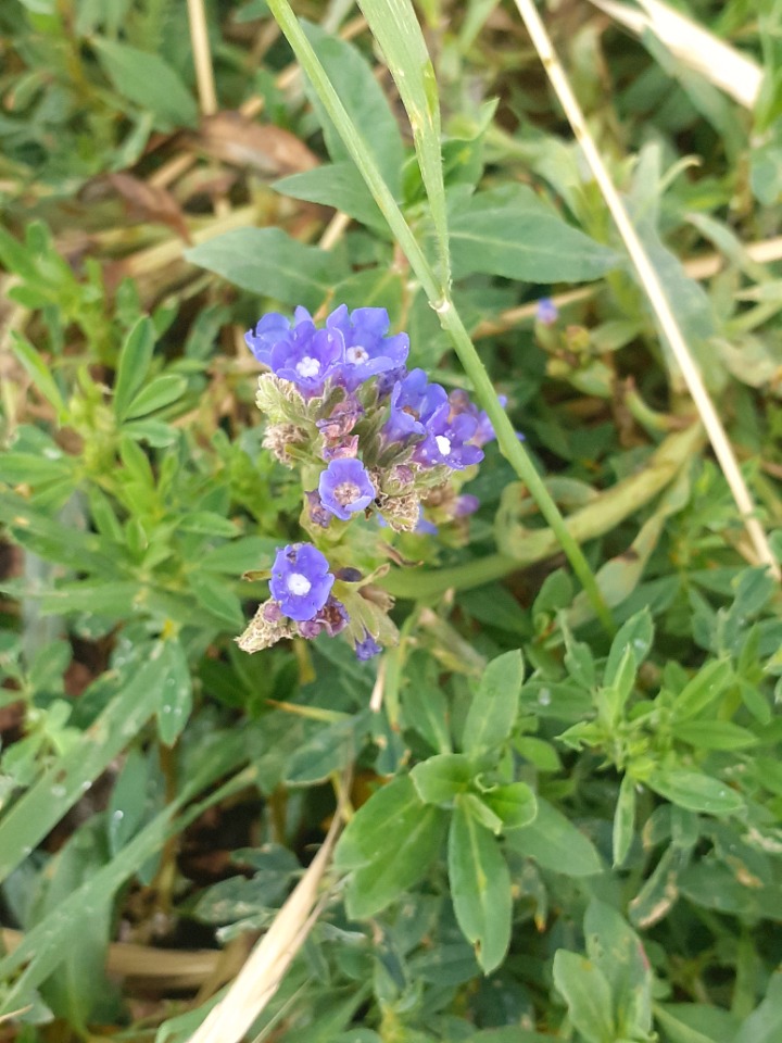 Anchusa leptophylla
