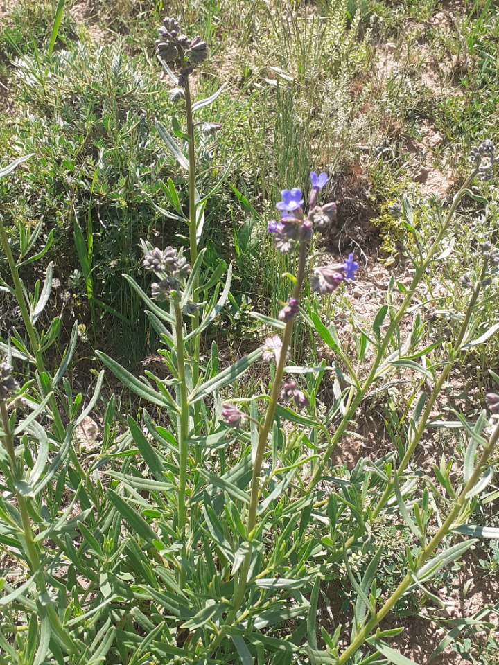 Anchusa leptophylla