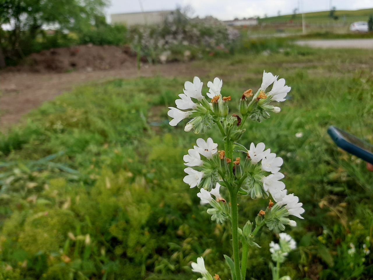 Anchusa leptophylla