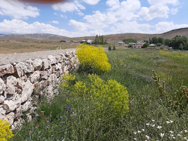 Isatis sp.
