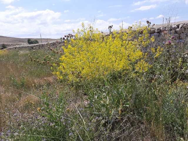 Isatis sp.
