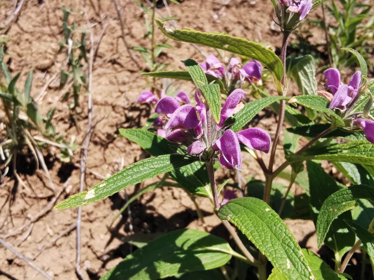 Phlomis pungens