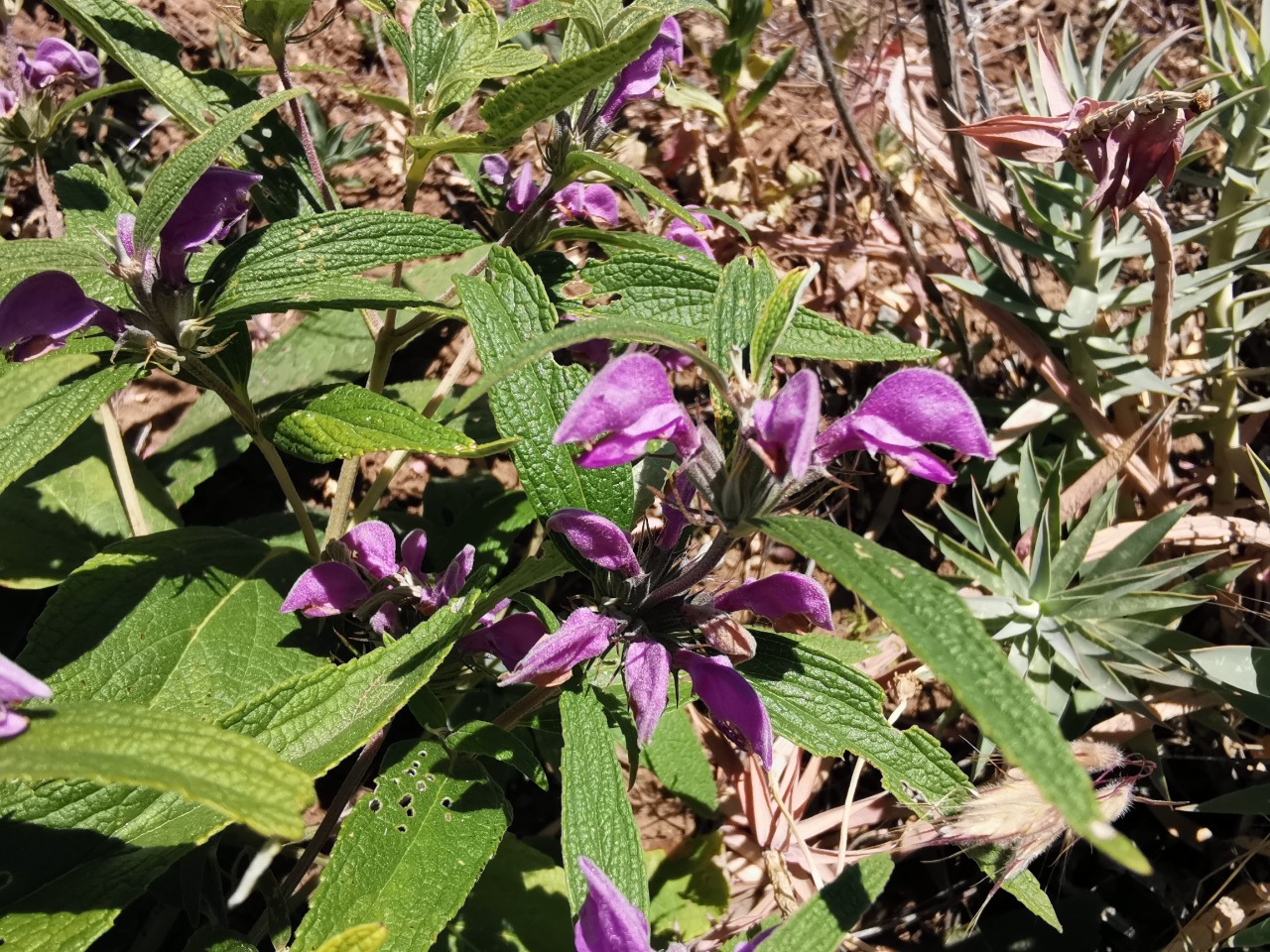 Phlomis pungens