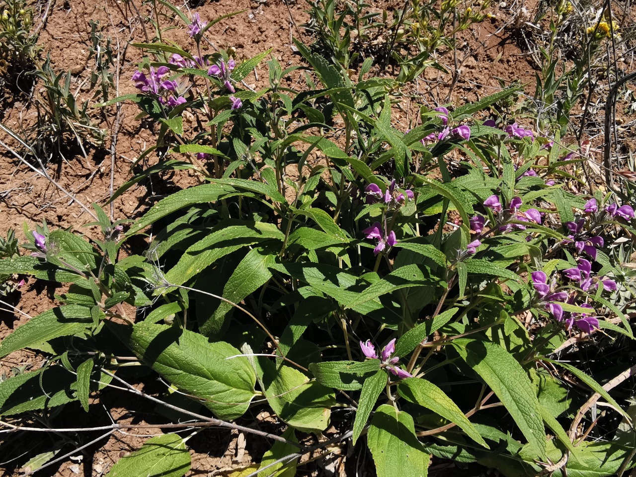 Phlomis pungens