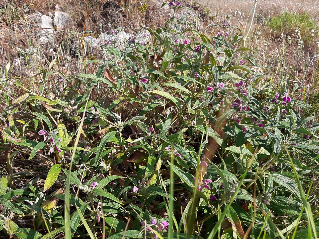 Phlomis pungens