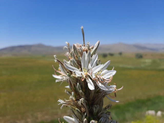 Asphodeline globifera