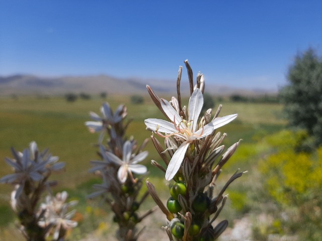 Asphodeline globifera