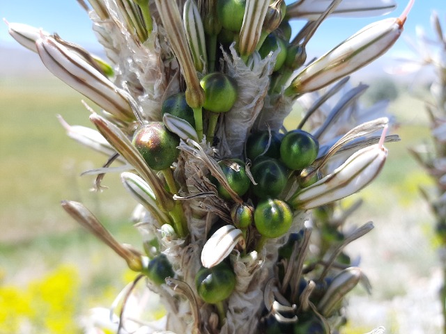 Asphodeline globifera