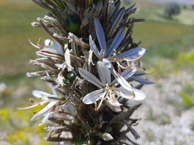 Asphodeline globifera