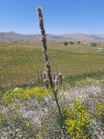 Asphodeline globifera