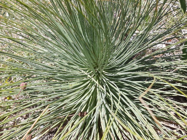 Asphodeline globifera