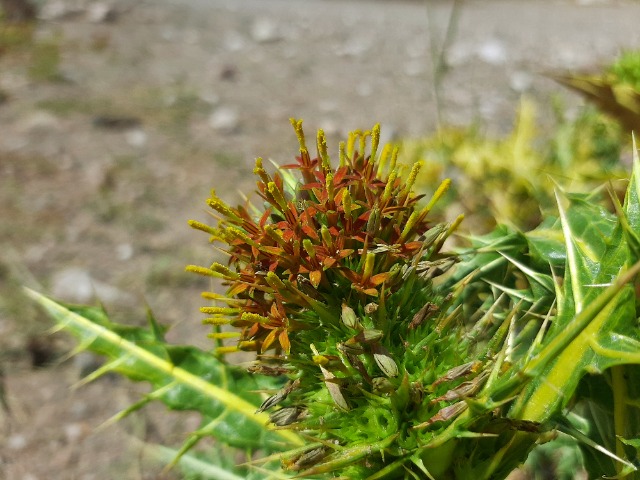 Gundelia cappadocica
