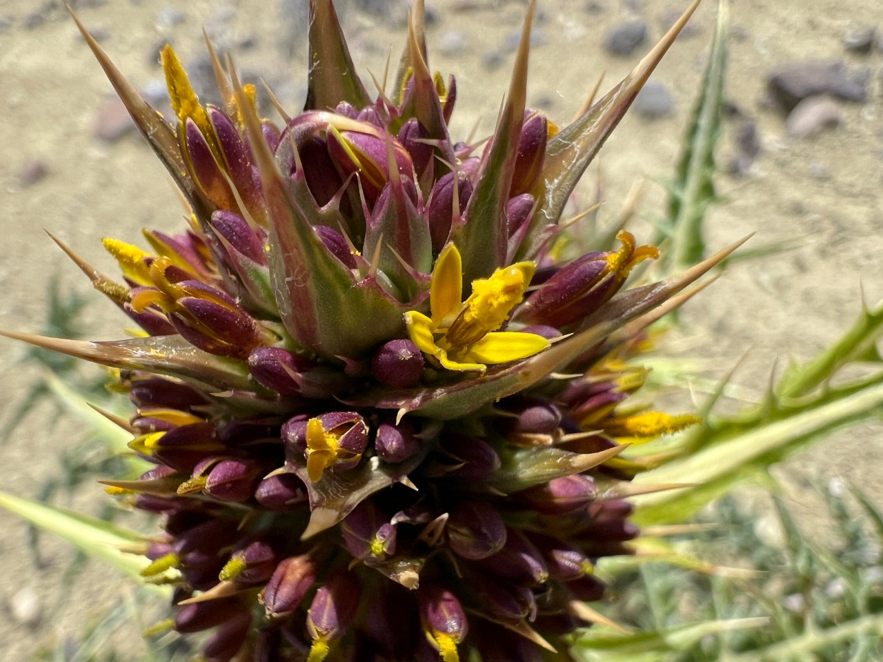 Gundelia cappadocica