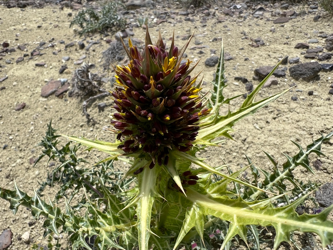 Gundelia cappadocica