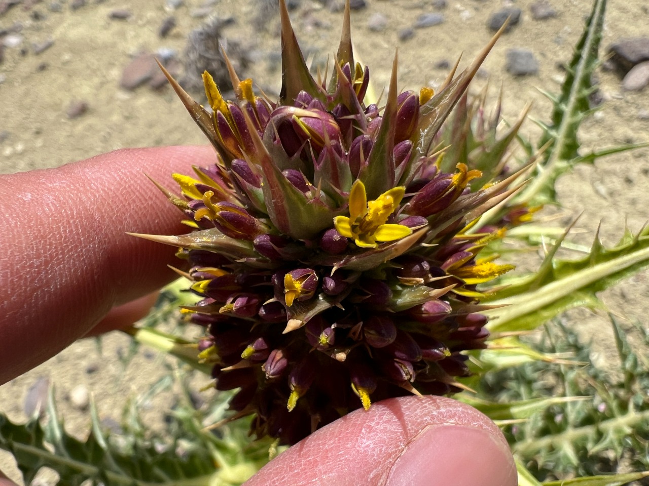 Gundelia cappadocica