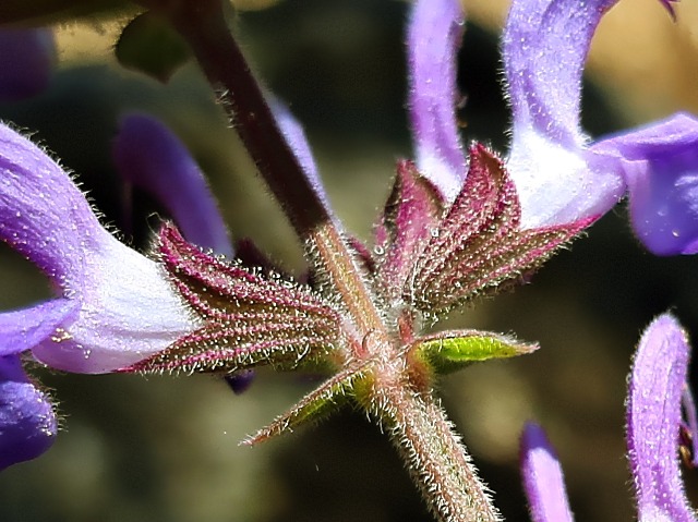 Salvia virgata