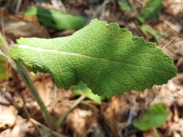 Salvia virgata