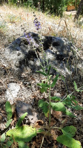 Salvia virgata