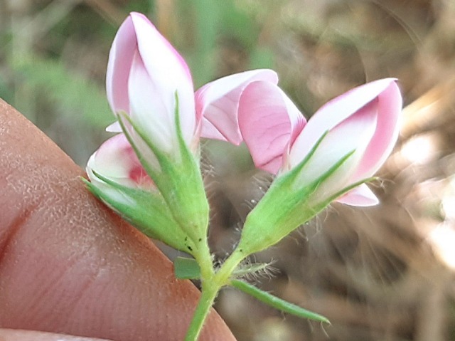 Lotus gebelia