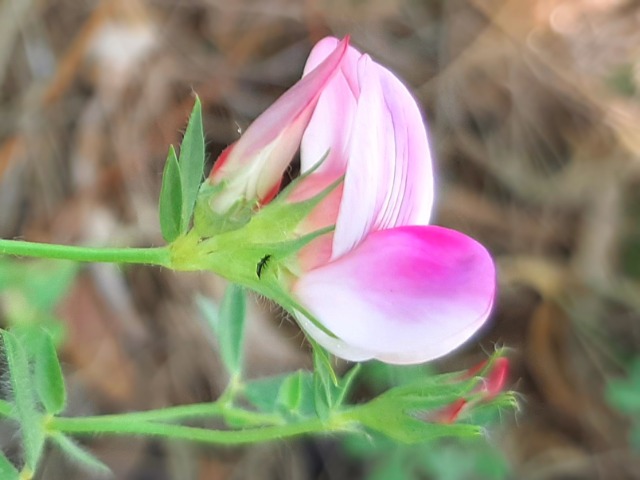 Lotus gebelia