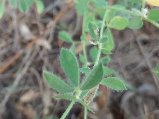 Lotus gebelia