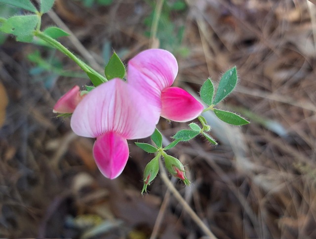 Lotus gebelia