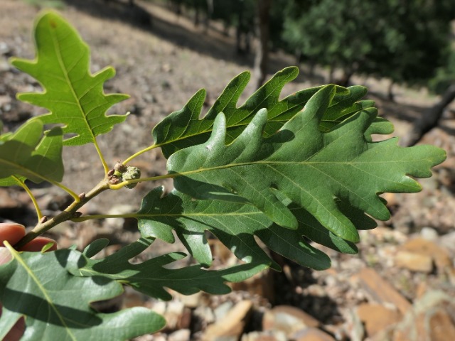 Quercus hartwissiana