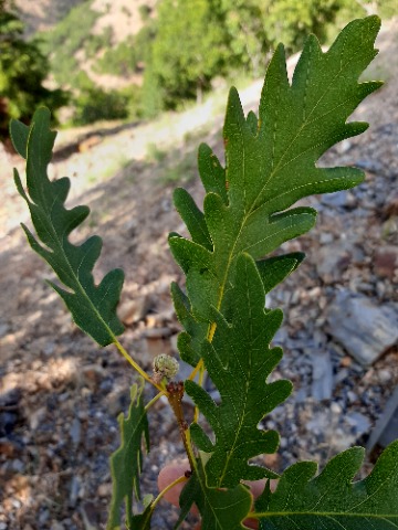 Quercus hartwissiana