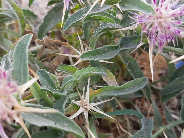 Centaurea iberica