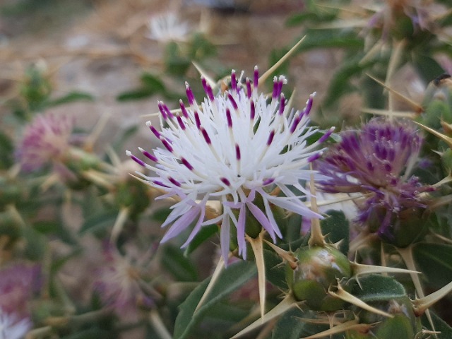 Centaurea iberica