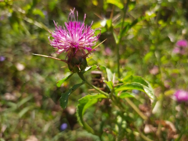 Centaurea iberica