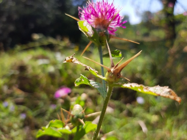 Centaurea iberica