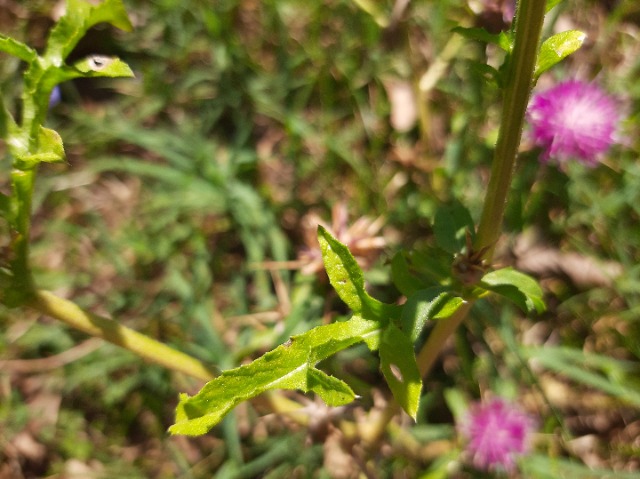 Centaurea iberica