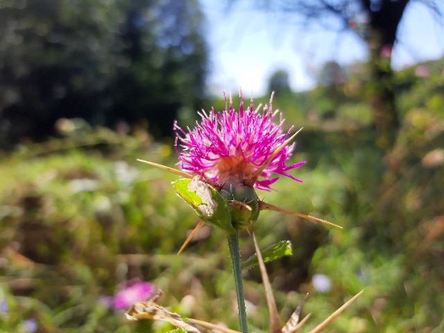 Centaurea iberica