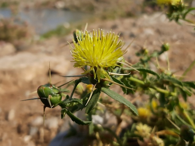 Centaurea hyalolepis