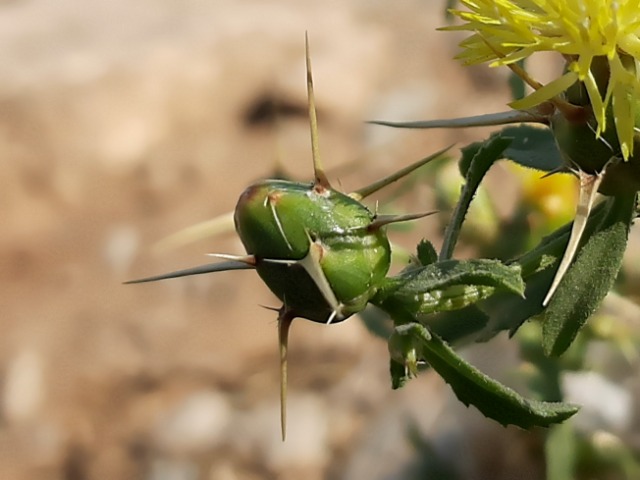 Centaurea hyalolepis